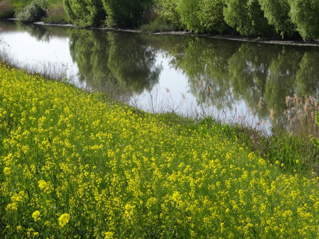 芝川