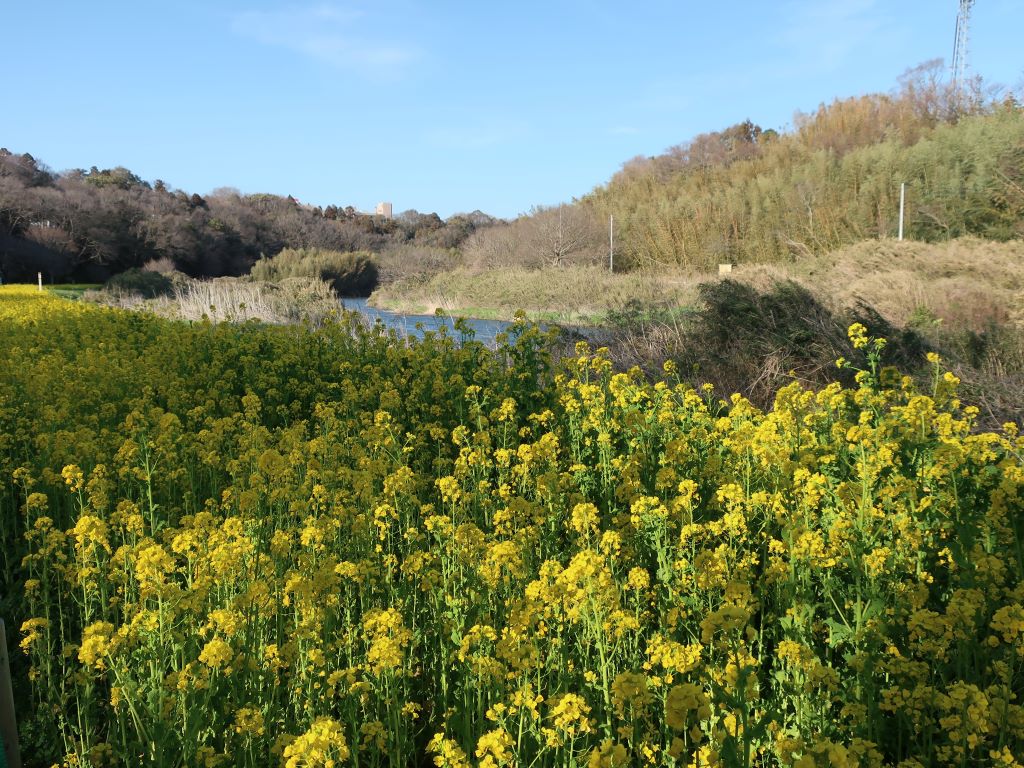 お花見広場の菜の花畑