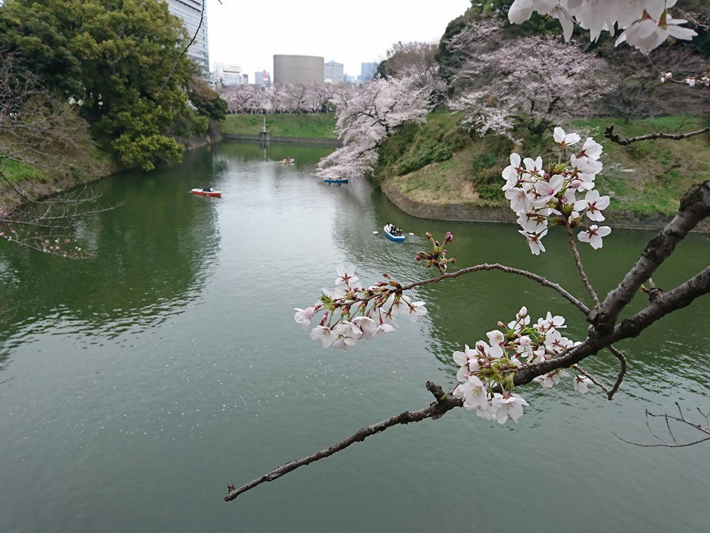 千鳥ヶ淵