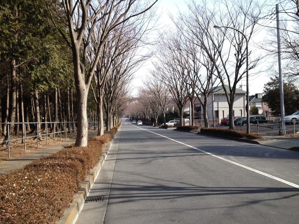 三輪新田けやき通り